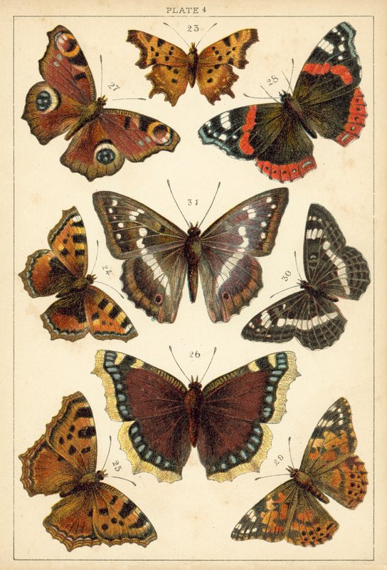 Planche de Nos papillons et mites du pays - English School