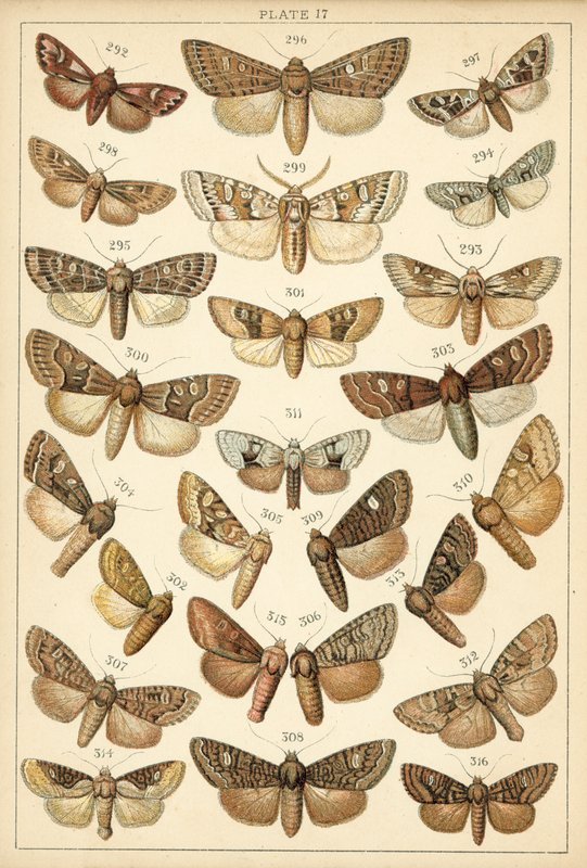 Planche de Nos papillons et mites du pays - English School