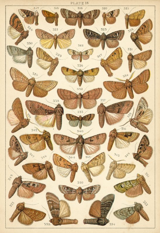 Planche de Nos papillons et mites du pays - English School