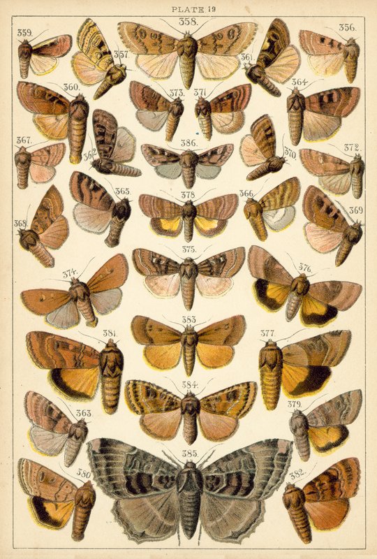 Planche de Nos papillons et mites du pays - English School