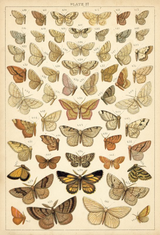 Planche de Nos papillons et mites du pays - English School