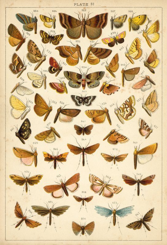 Planche de Nos papillons et mites du pays - English School