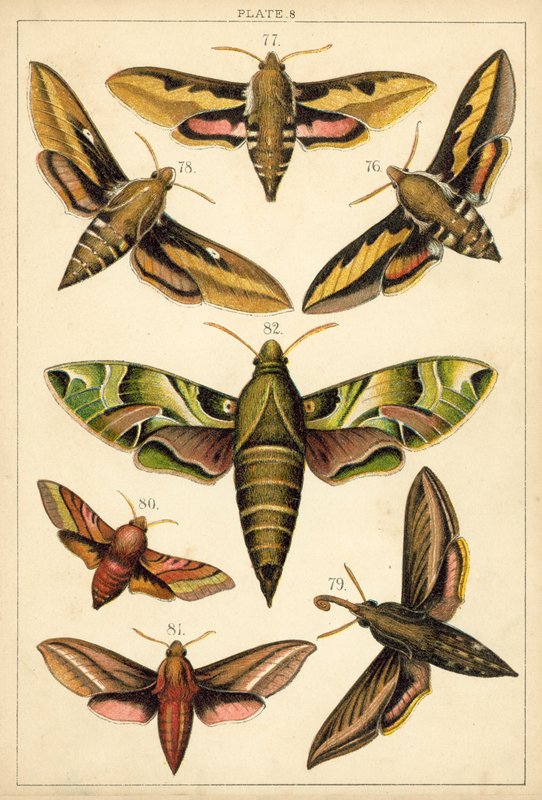 Planche de Nos papillons et mites du pays - English School
