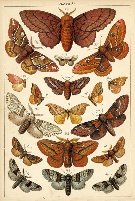 Planche de Nos papillons et mites du pays - English School