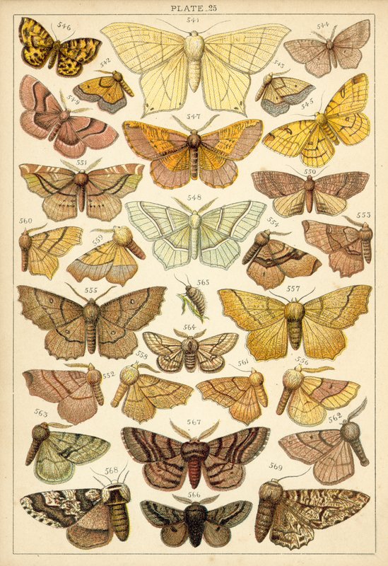 Planche de Nos papillons et mites du pays - English School