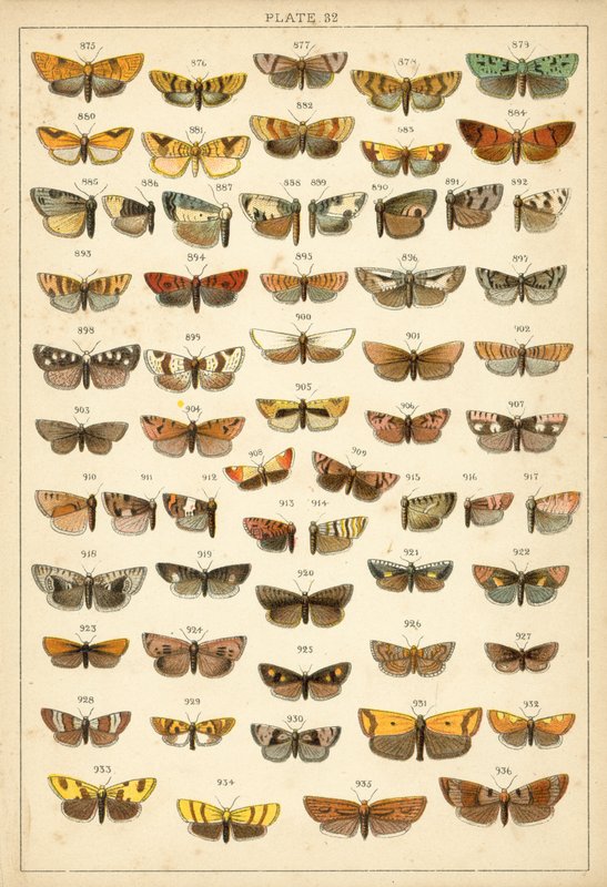 Planche de Nos papillons et mites du pays - English School