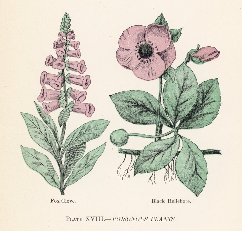 Plantes vénéneuses - English School