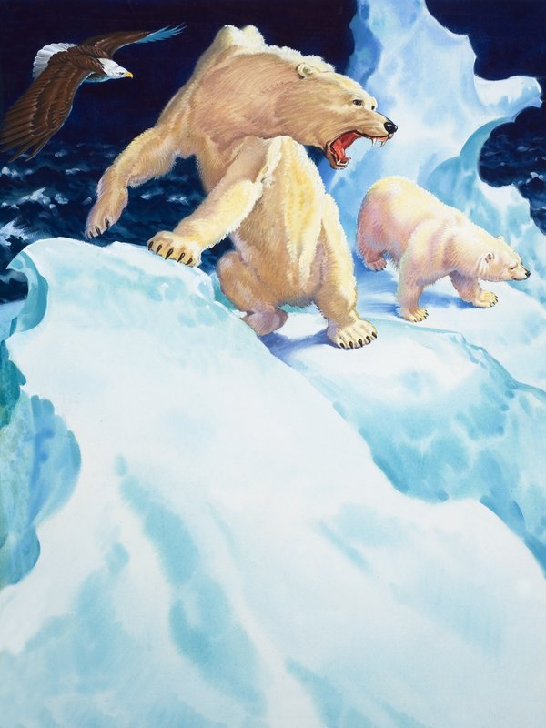 Ours polaire et aigle royal (gouache sur papier) - English School