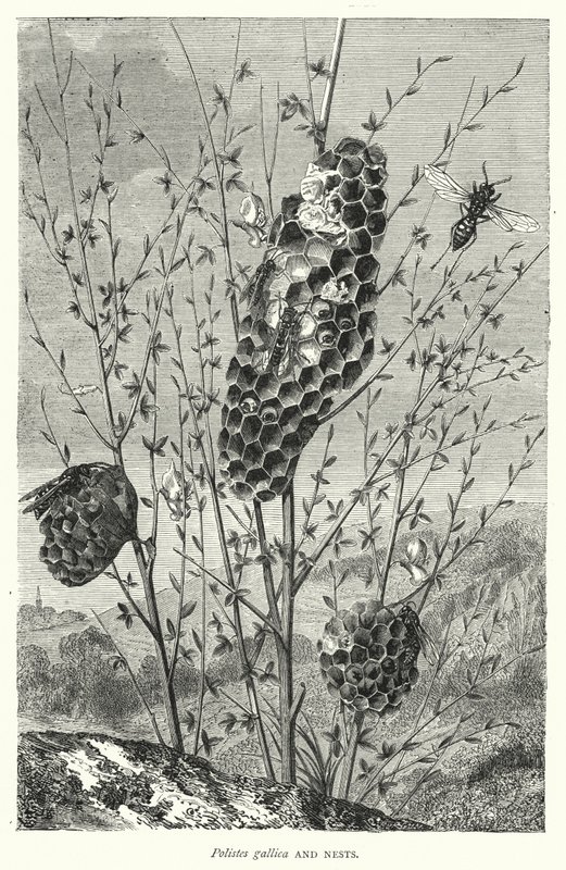 Polistes gallica et Nids - English School