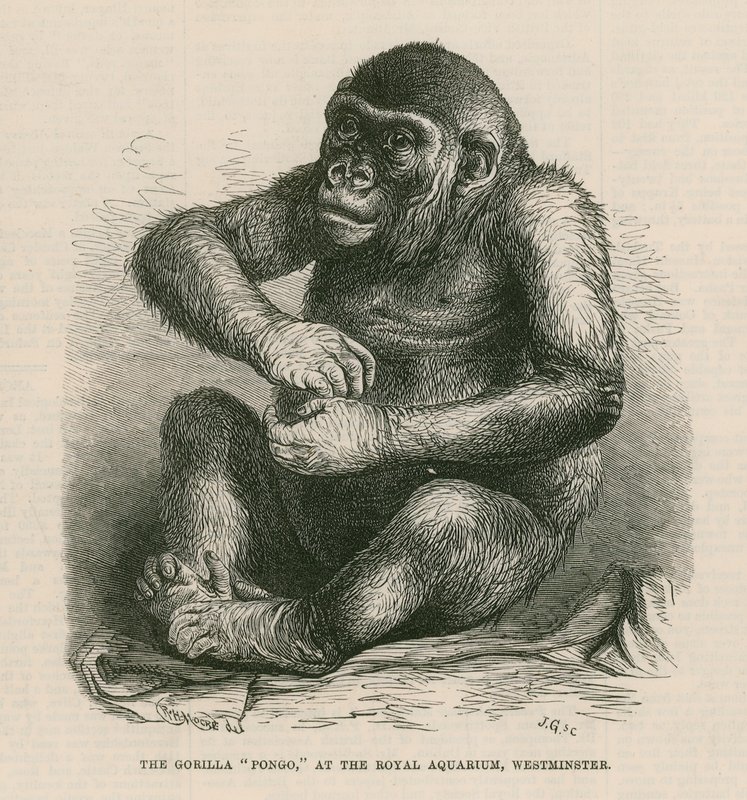 Pongo à l