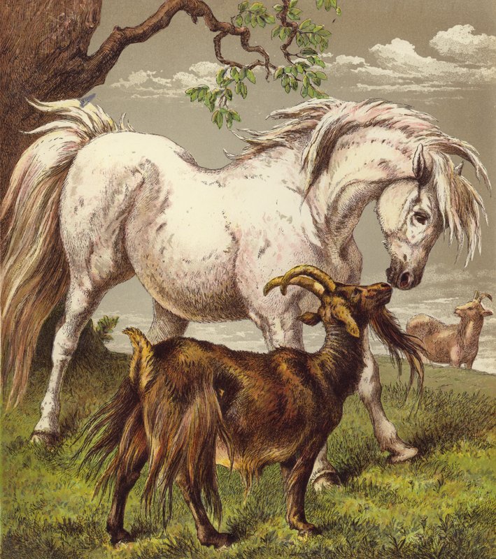 Poney et chèvres - English School