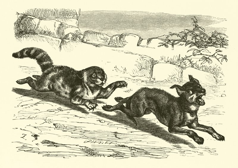 Pauvre chien Bright - English School