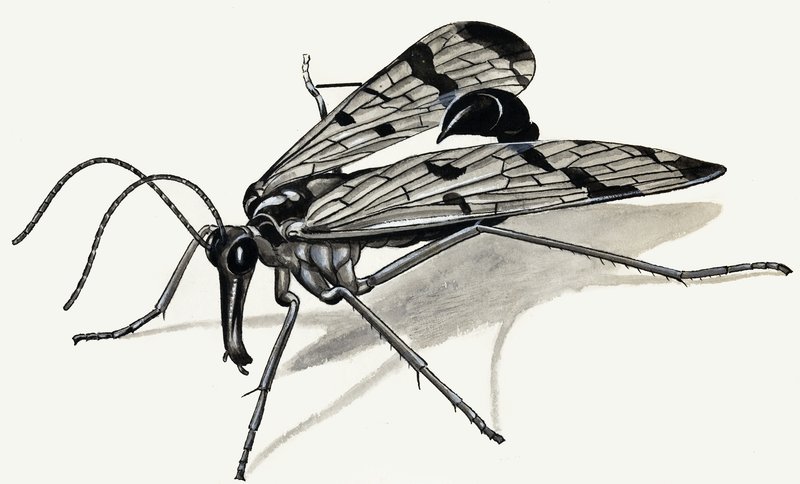 Prédateurs du passé (Mouche scorpion) - English School
