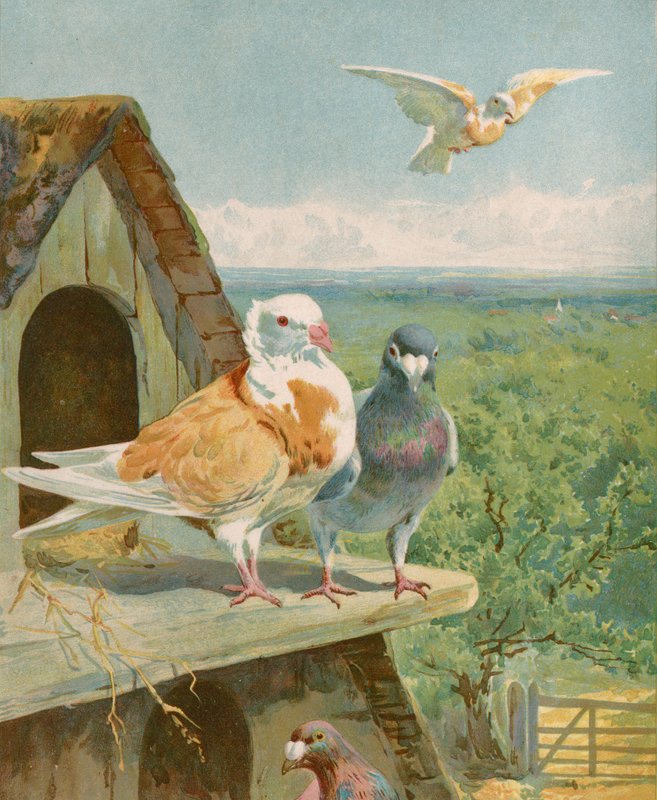 Beaux pigeons - English School