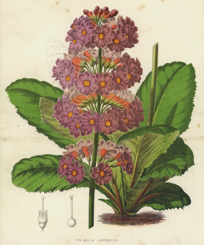 Primula Japonica - English School