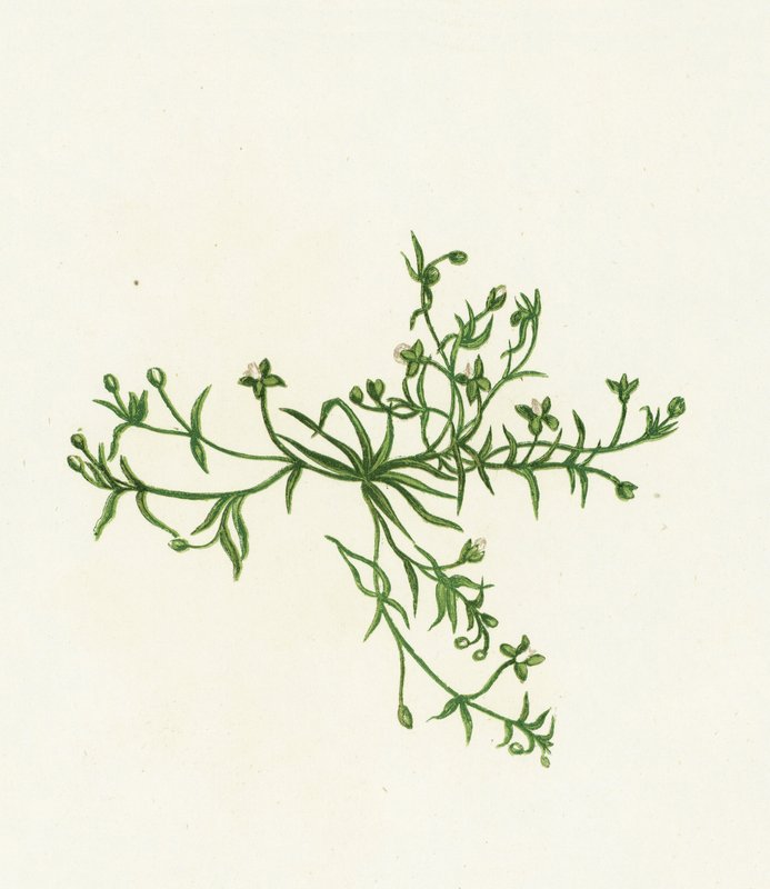 Sagine couchée, Sagina Procumbens - English School