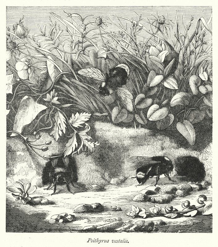 Psithyrus vestalis (gravure) - English School