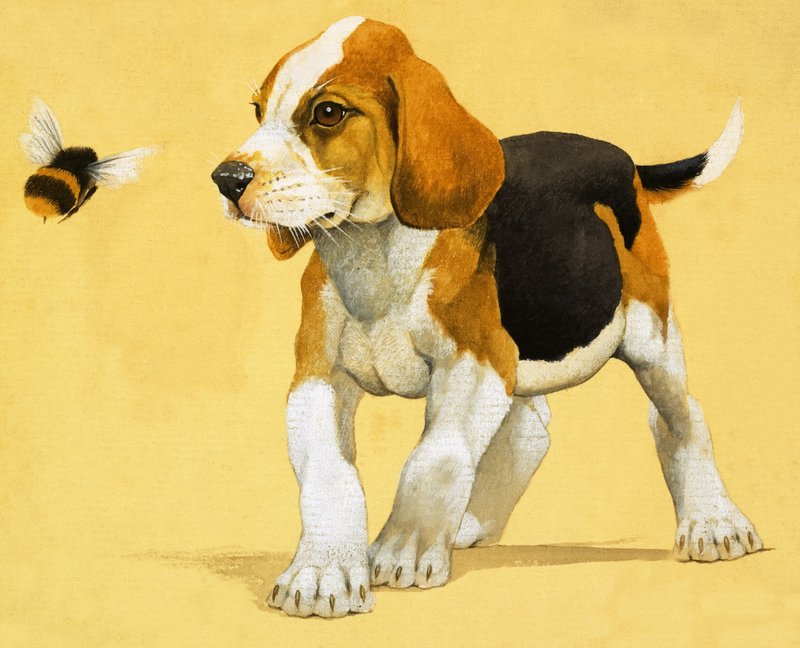 Chiot - English School