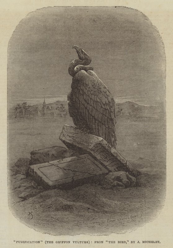 "Purification" (Le Vautour Griffon), de "L
