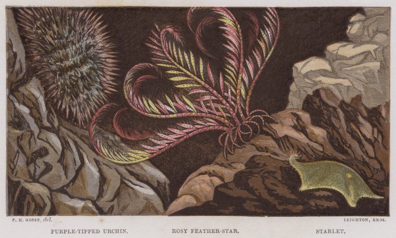Oursin à pointes violettes, Étoile de mer rose, Étoilelette (lithographie en couleur) - English School