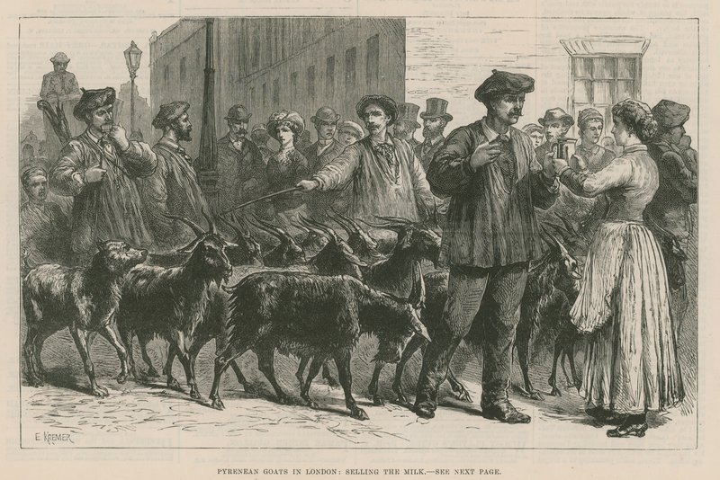 Chèvres Pyrénéennes à Londres - English School
