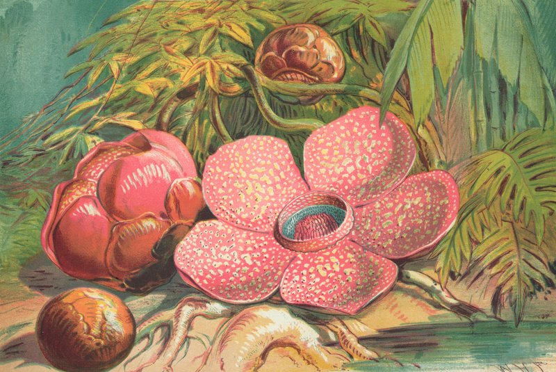 Rafflesia Arnoldii, fleur géante des forêts tropicales de Sumatra - English School