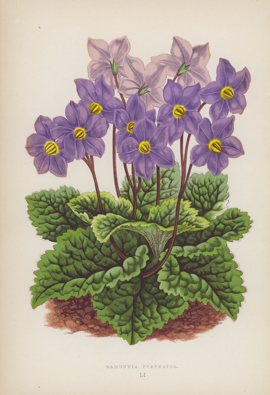 Ramondie des Pyrénées (lithographie en couleur) - English School