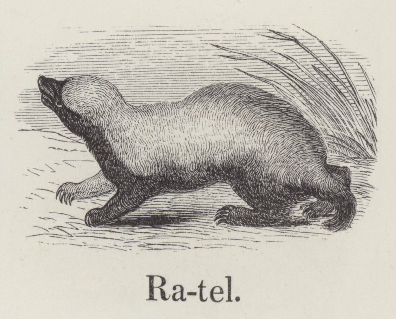 Ratel (gravure) - English School