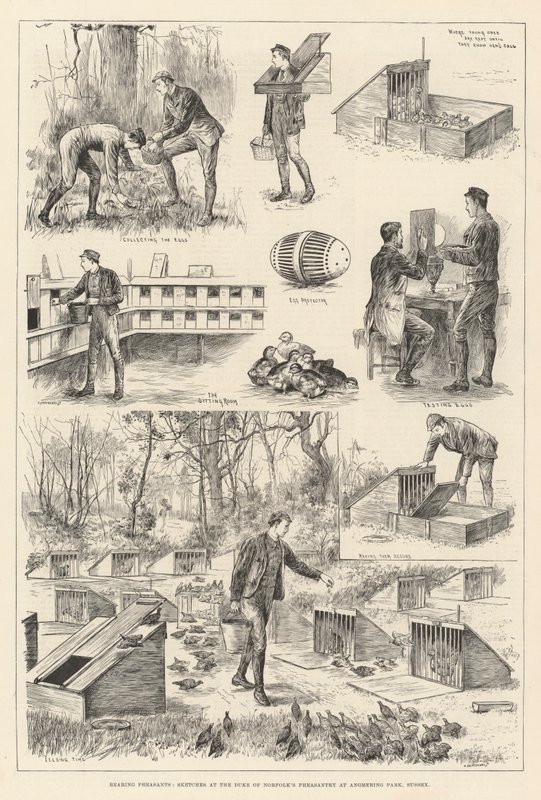 Élevage de faisans, croquis à la faisanderie du duc de Norfolk à Angmering Park, Sussex - English School