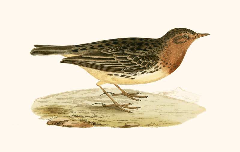 Pipit à gorge rousse, illustration de 