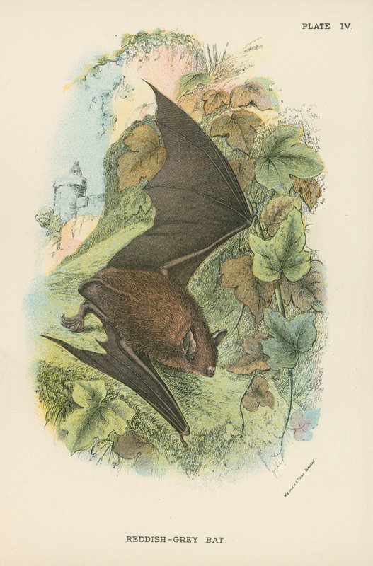Chauve-souris gris-rouge - English School