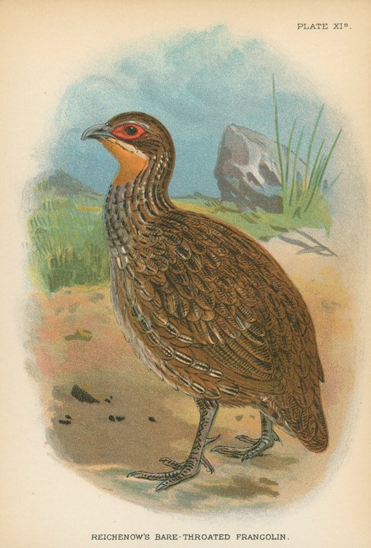 Francolin à gorge nue de Reichenow - English School