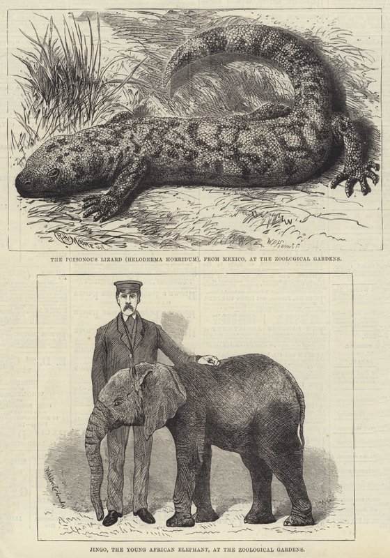 Résidents du zoo de Londres - English School