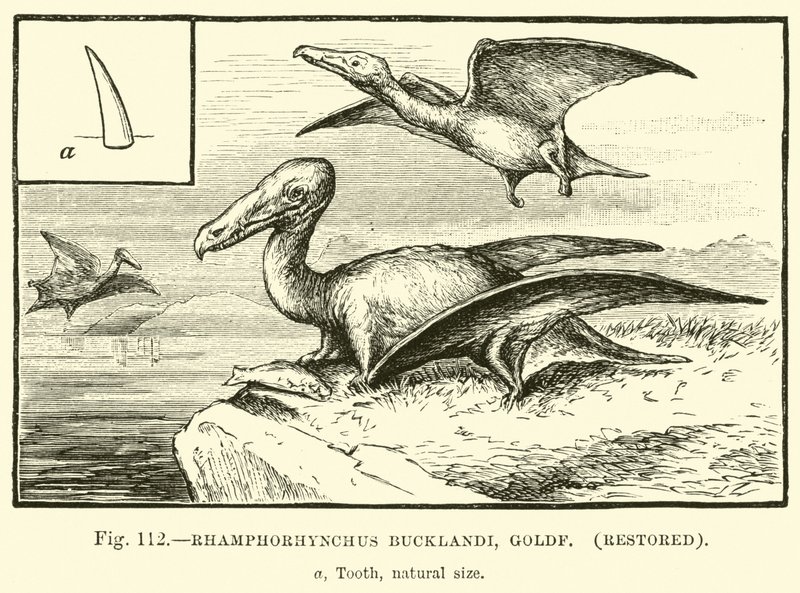 Rhamphorhynchus Bucklandi, Goldf, restauré - English School