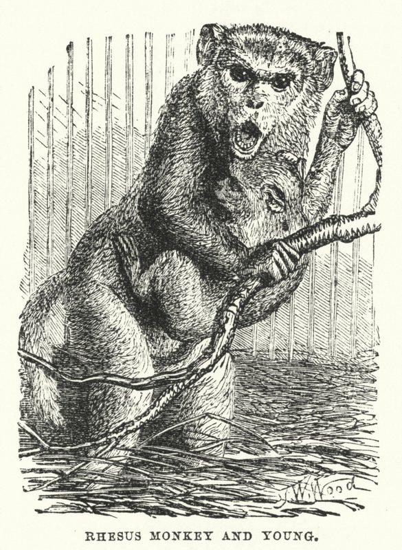 Singe rhésus et son petit - English School