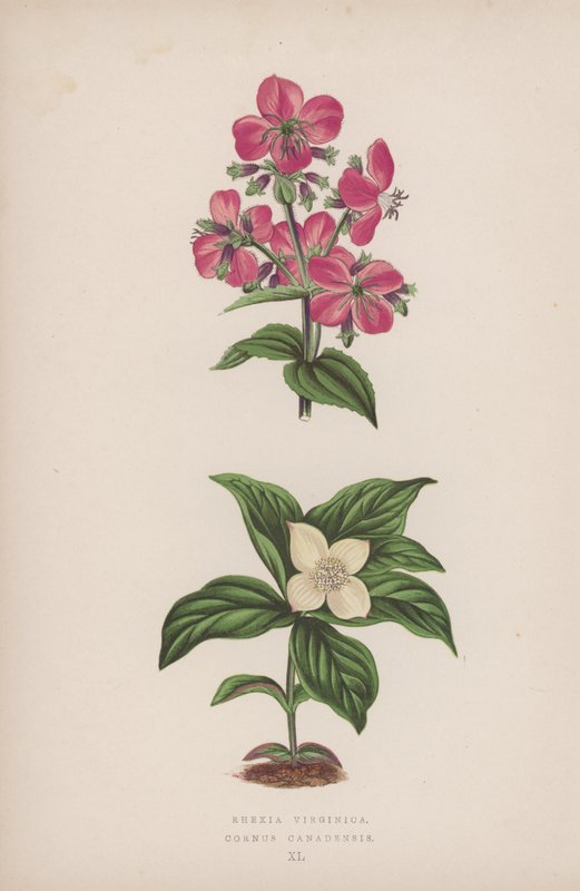 Rhexia Virginica; Cornus Canadensis - English School