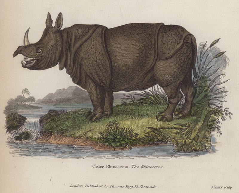 Rhinocéros (gravure en couleur) - English School