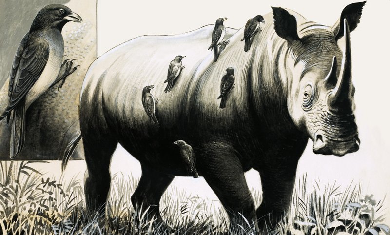 Rhinocéros et oiseau oxpecker - English School