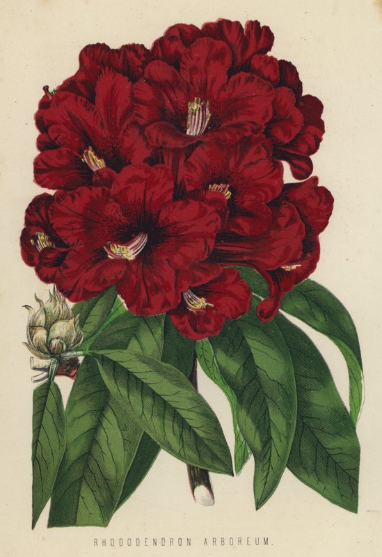 Rhododendron Arboreum - English School