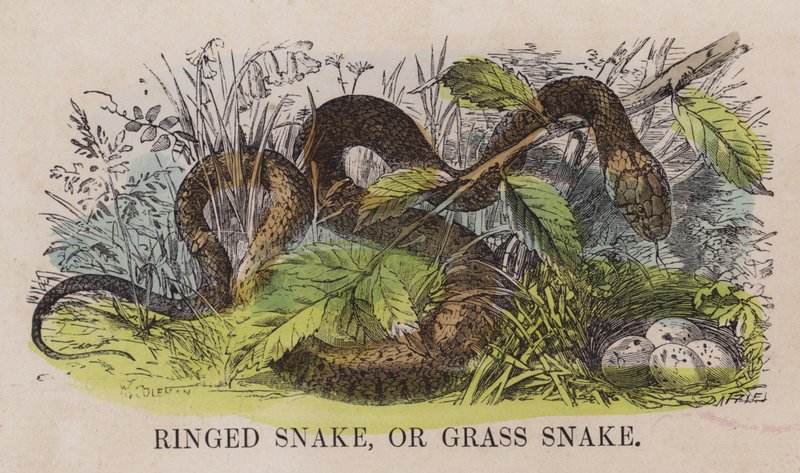Serpent annele ou couleuvre - English School