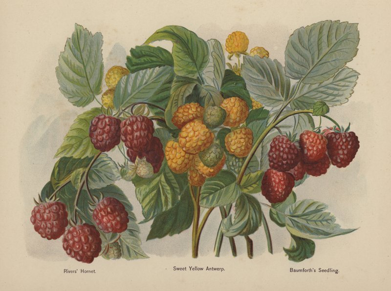 Rivers Hornet, Sweet Yellow Antwerp, Baumforths Seedling - English School