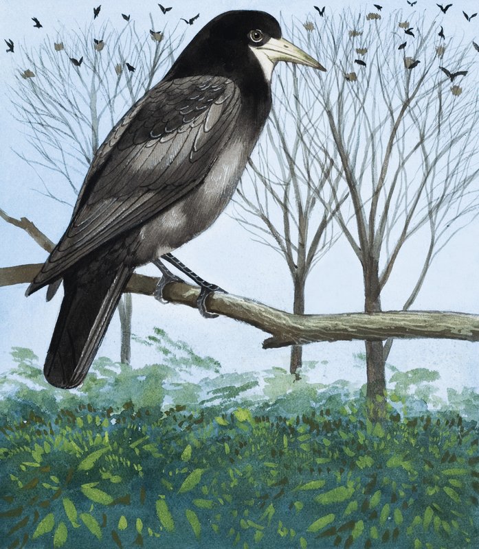 Corbeau - English School