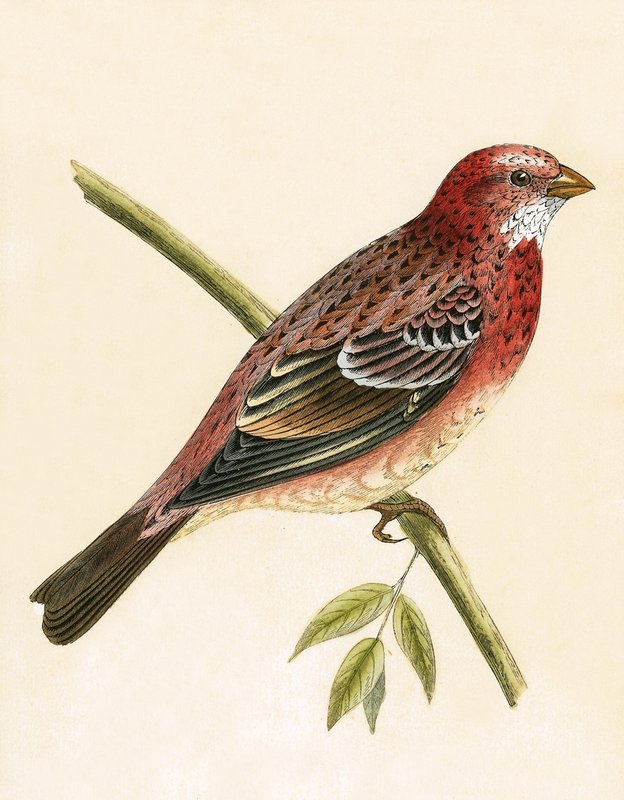 Bouvreuil pivoine, illustration de 