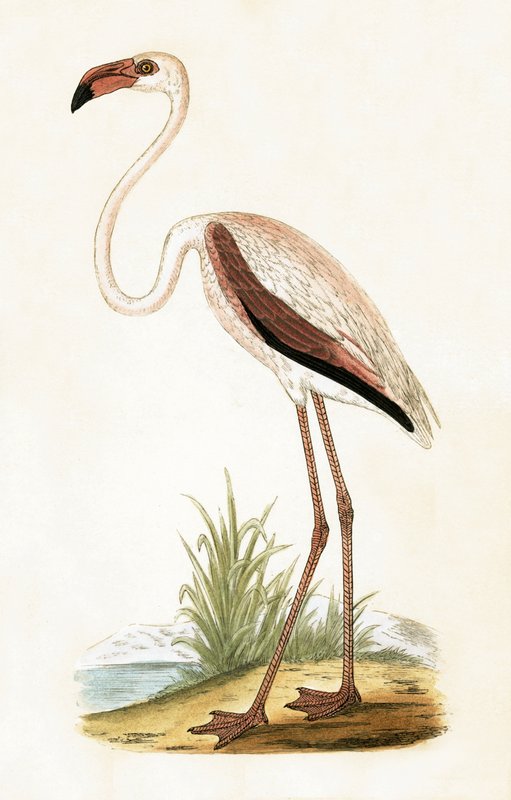 Flamant rose, illustration de 
