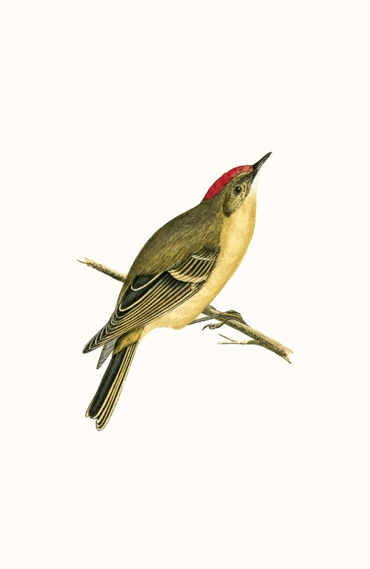 Roitelet à couronne rubis, illustration de 