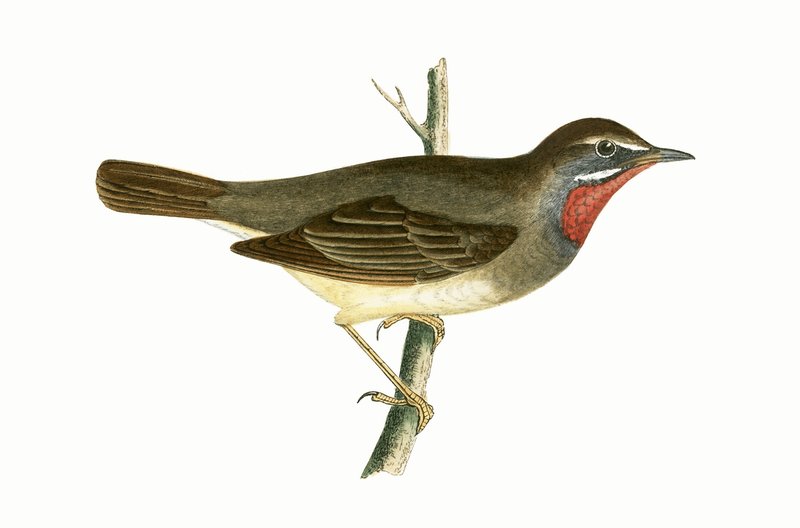 Paruline à gorge rubis, illustration de 