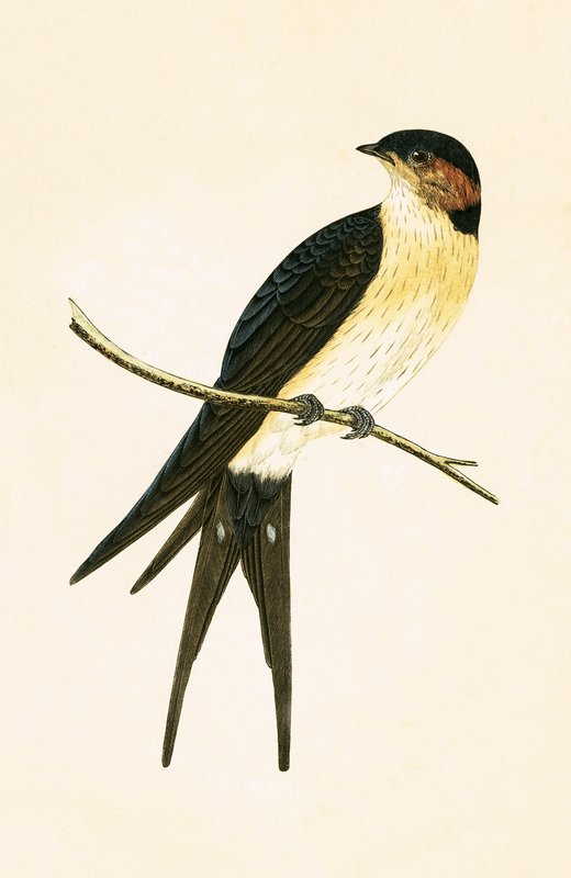 Hirondelle rousse, illustration tirée de 