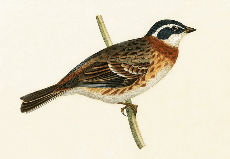 Bruant rustique, illustration de 
