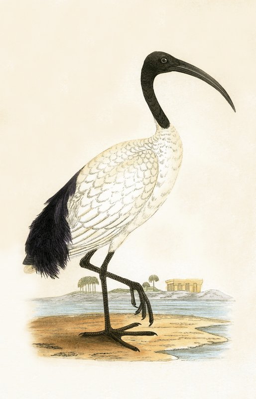 Ibis sacré, illustration de 