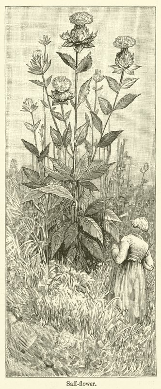 Fleur de safran (gravure) - English School